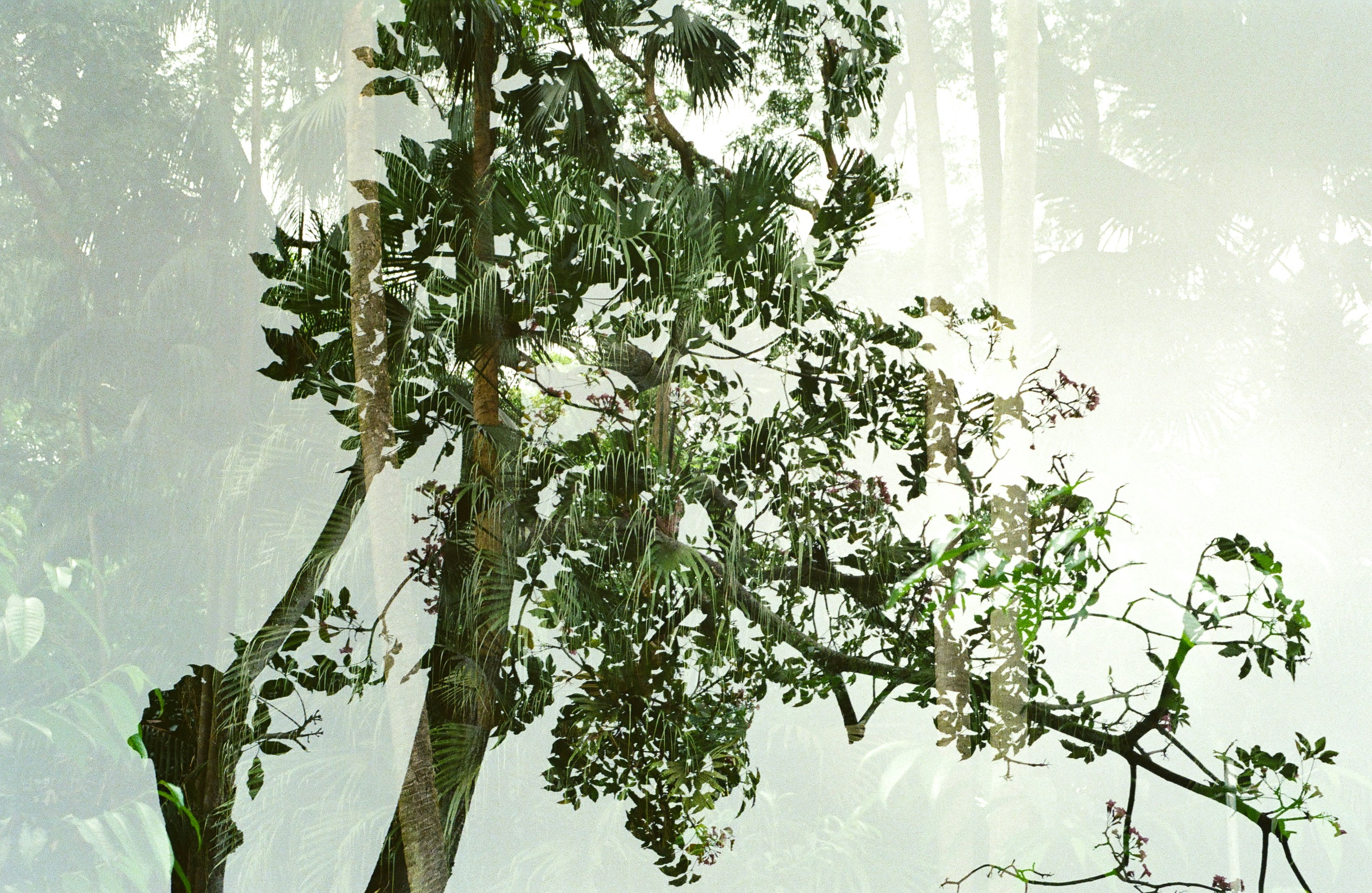 Lush green tree branches in a misty forest.
